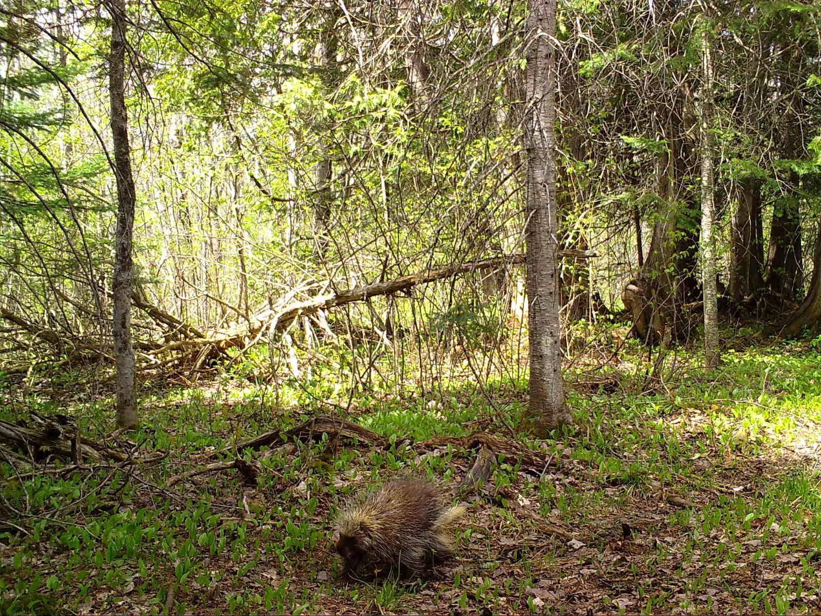 Bayfield_Porcupine_BAYF010_SSWI000000009101298A.jpg